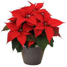 Foto de POINSETTIA (PLANTA DE NAVIDAD ) 